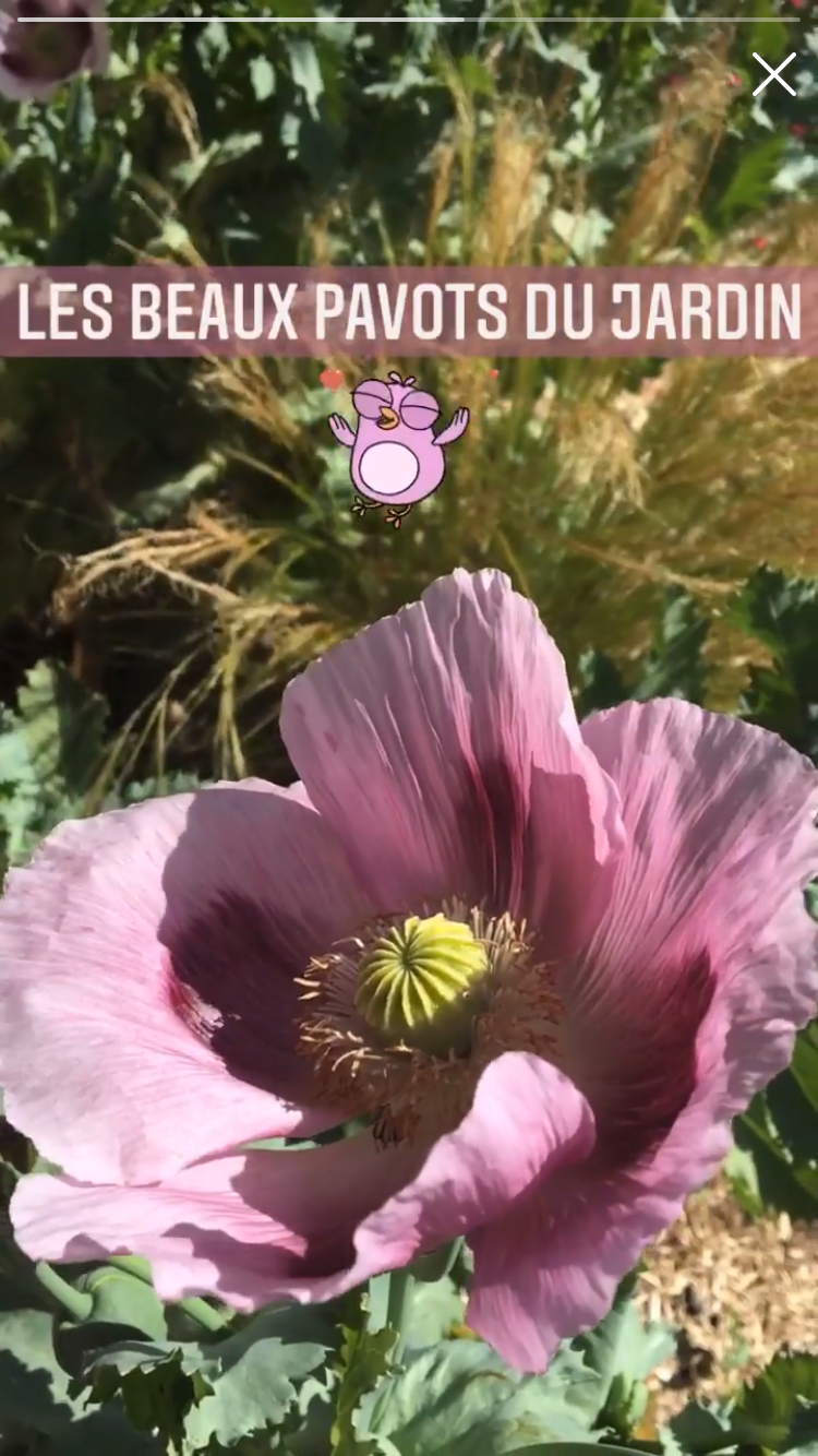 Tampon grande fleur de pavot - Belette Print